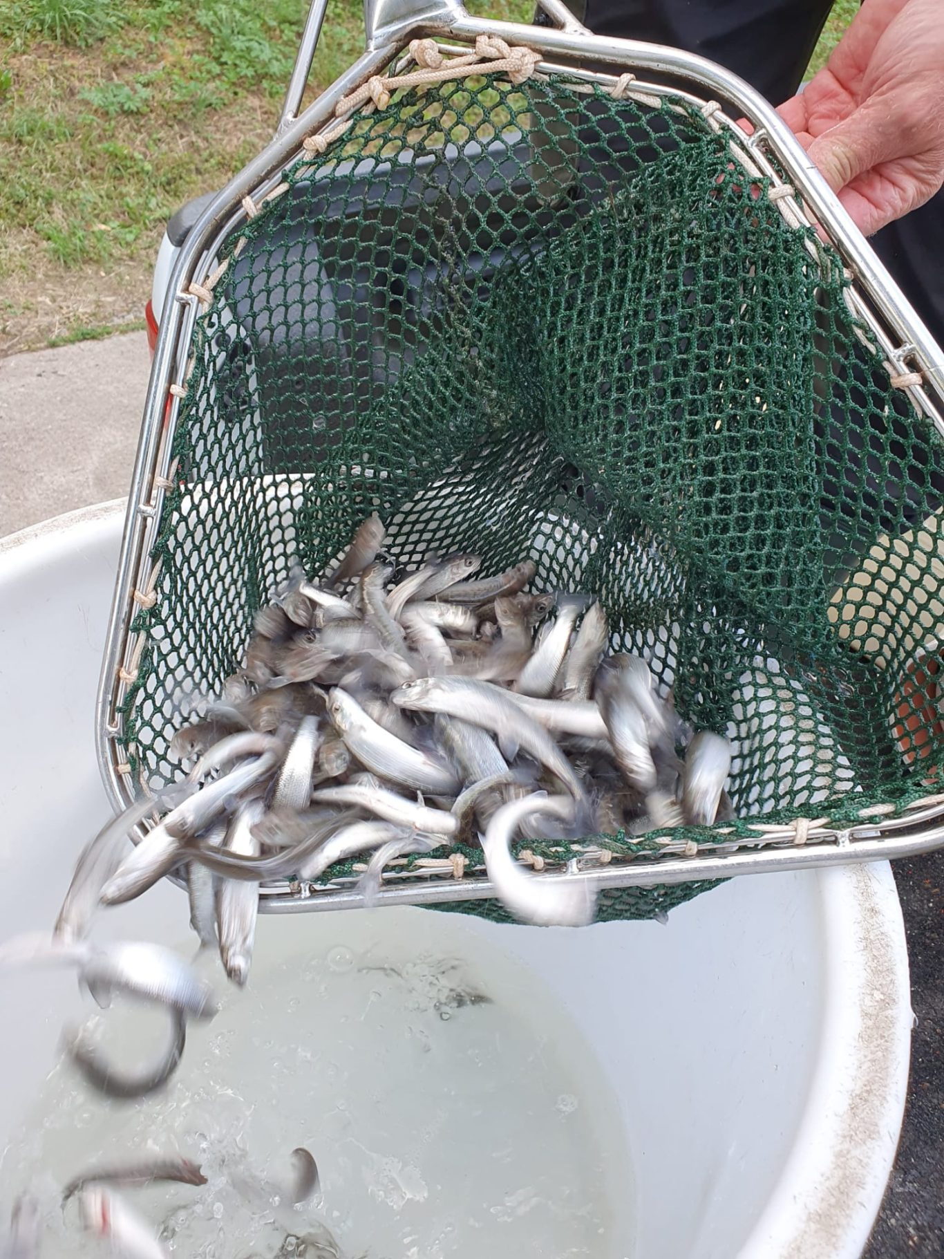 Fischbesatz 2024